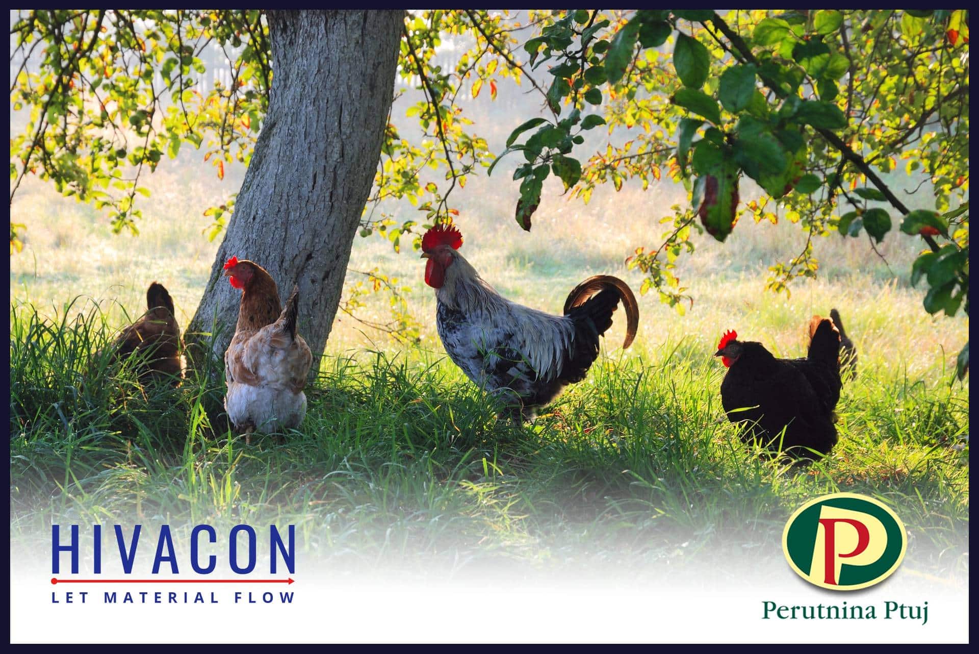 Hivacon partners with Perutnina Ptuj | Hivacon News